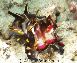 Flamboyant,,,,, The Name Justifies it's look... Taken at ... by Adrian Schokman 